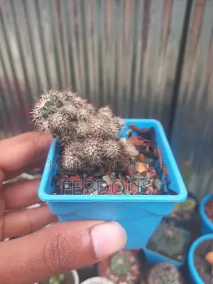 Cactus