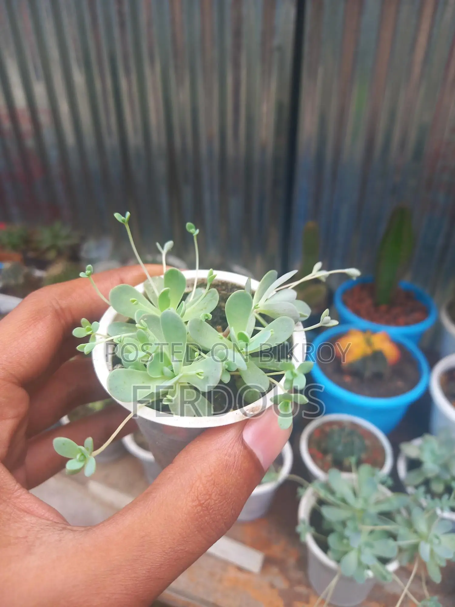 Cactus