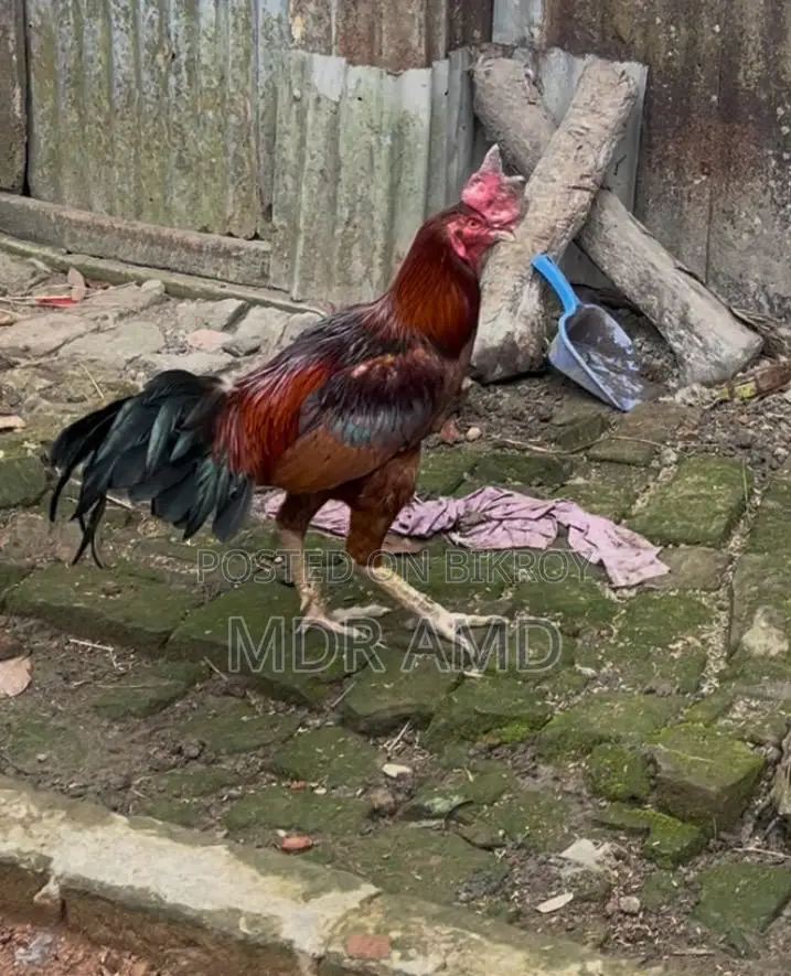 A Rooster for Sale