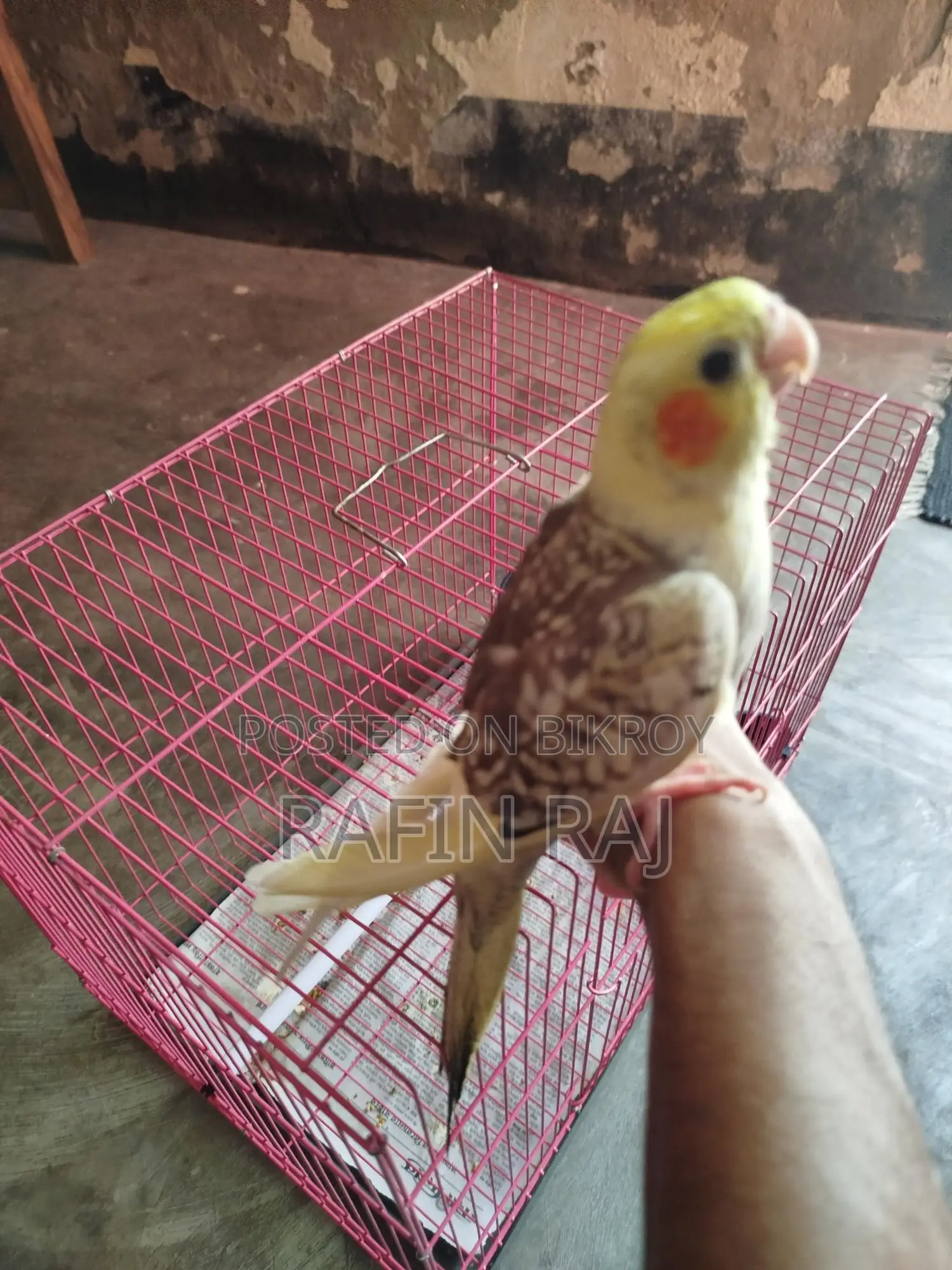 ককাটিল পাখি