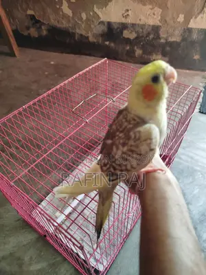 ককাটিল পাখি