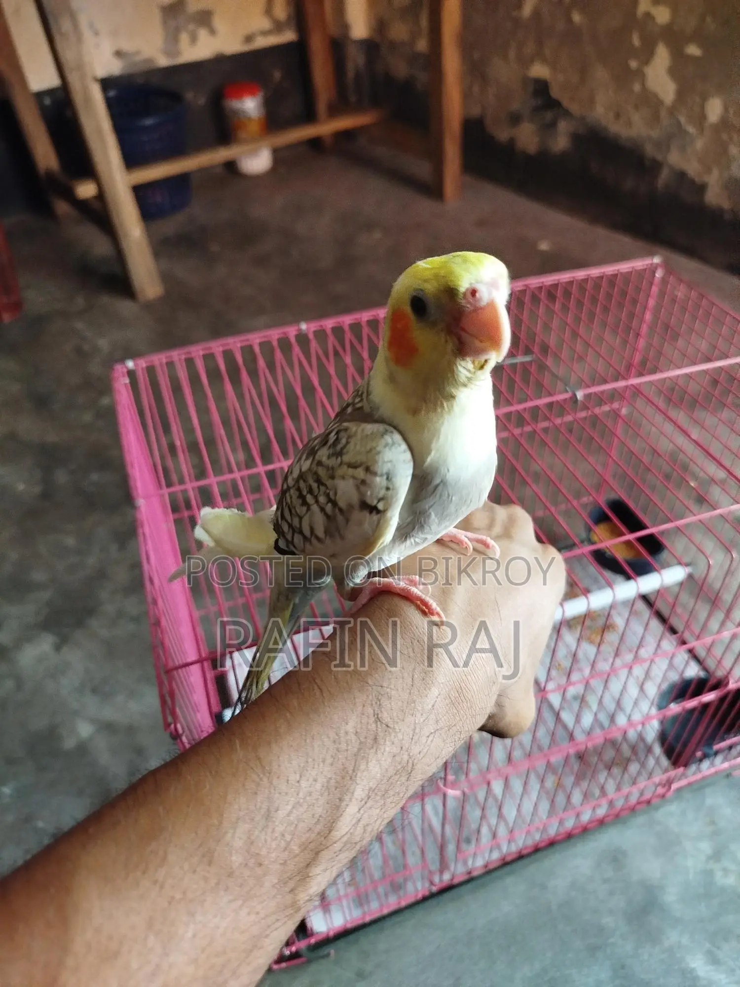 ককাটিল পাখি