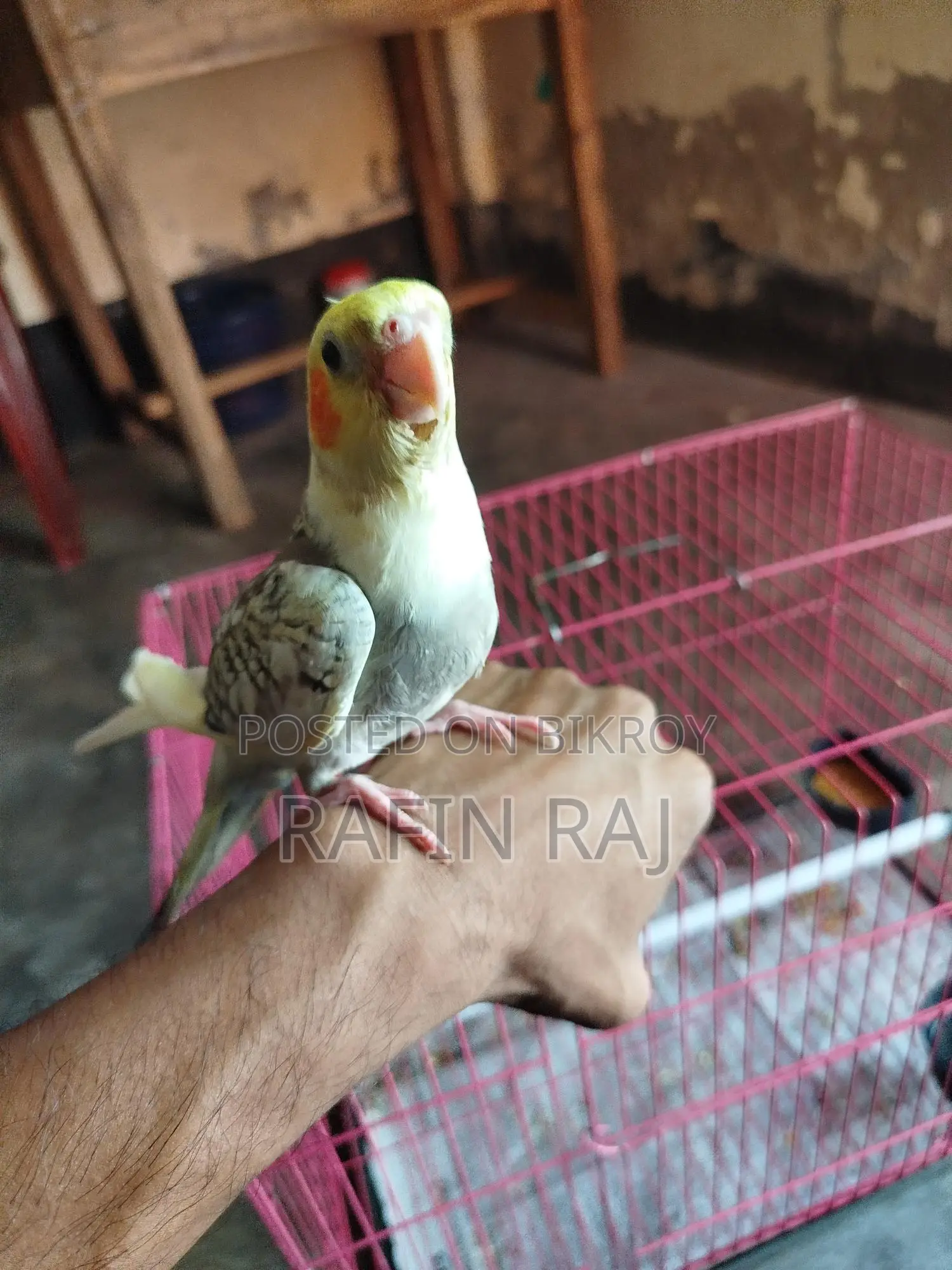 ককাটিল পাখি