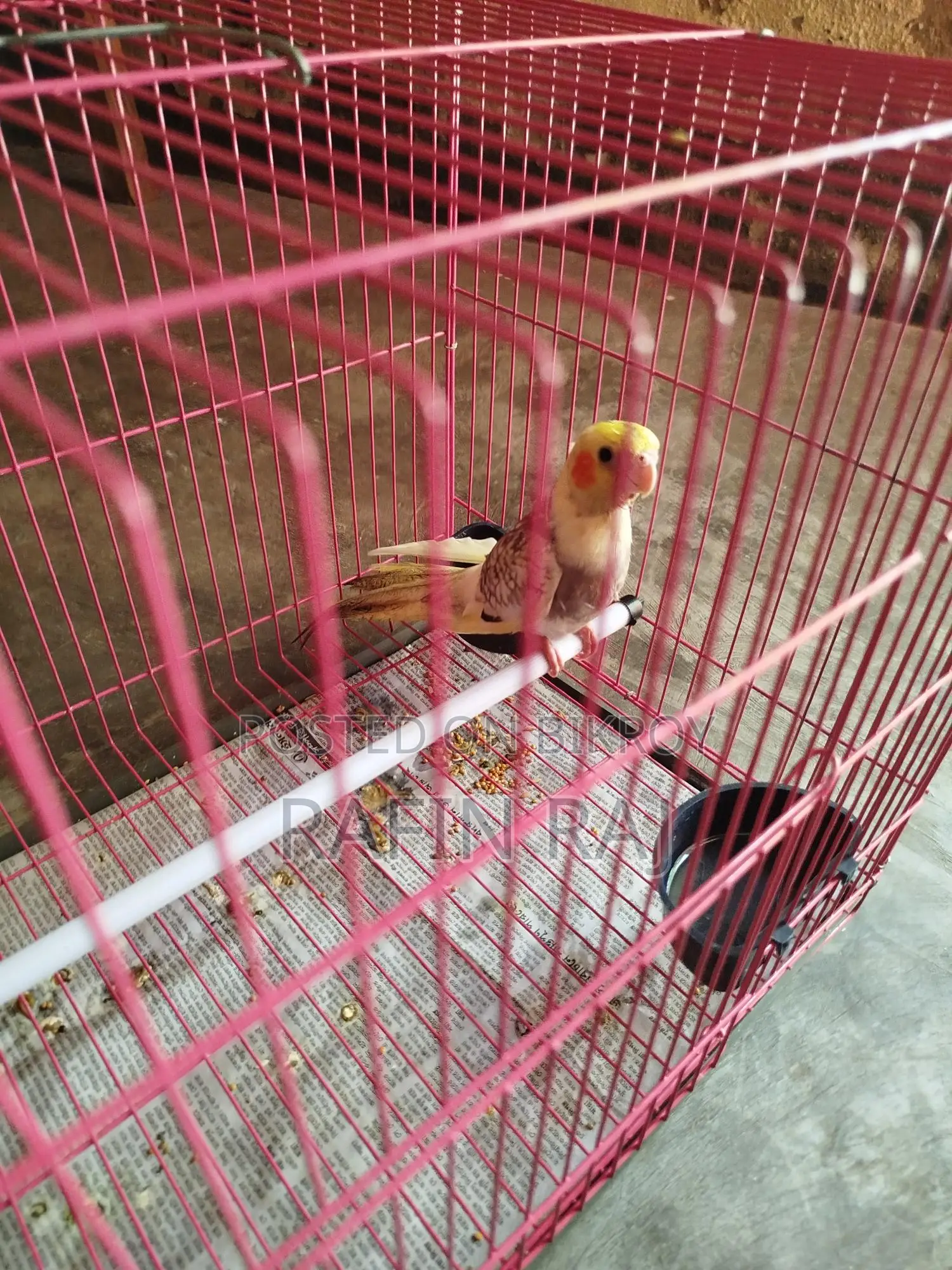 ককাটিল পাখি