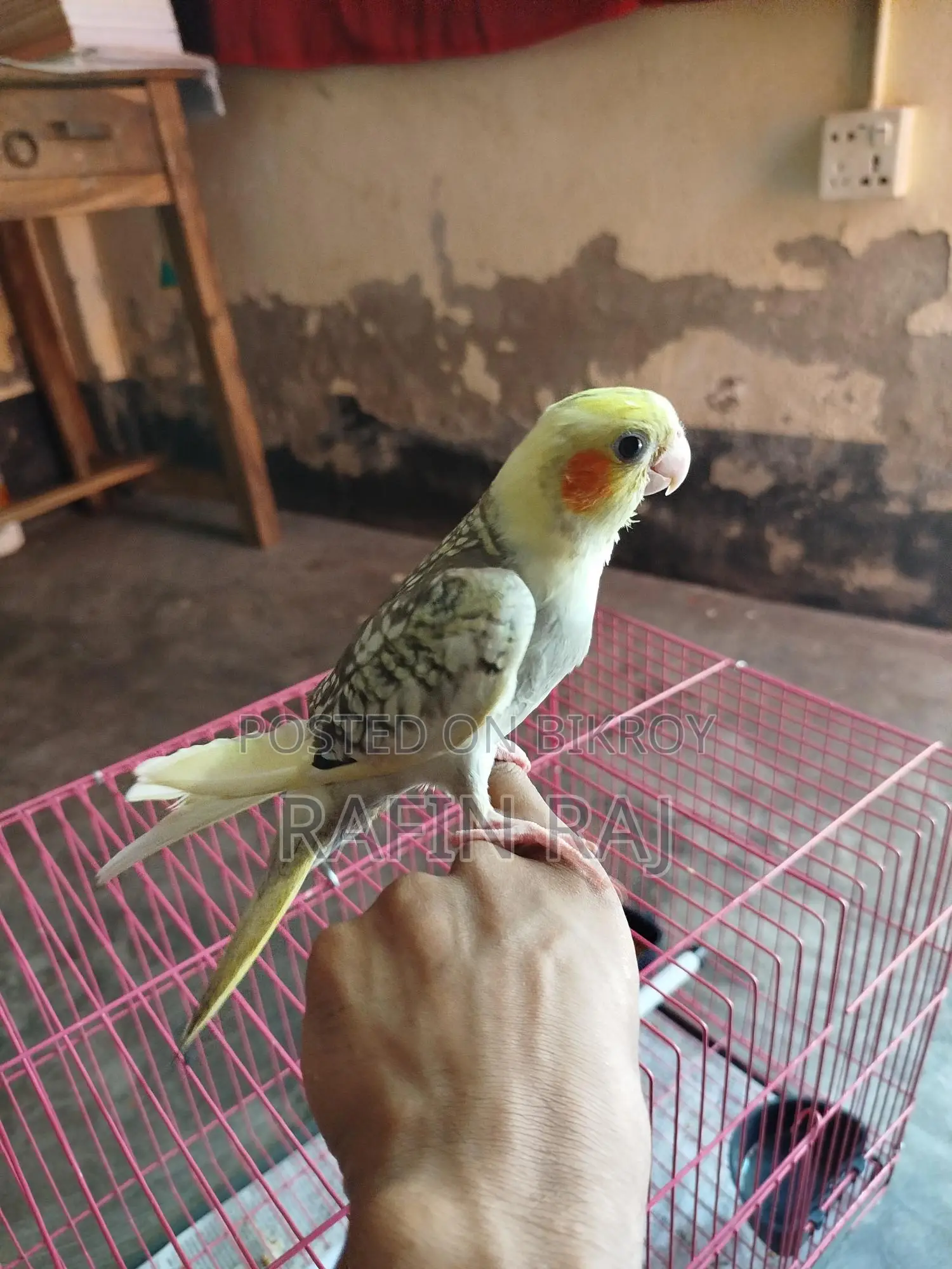 ককাটিল পাখি