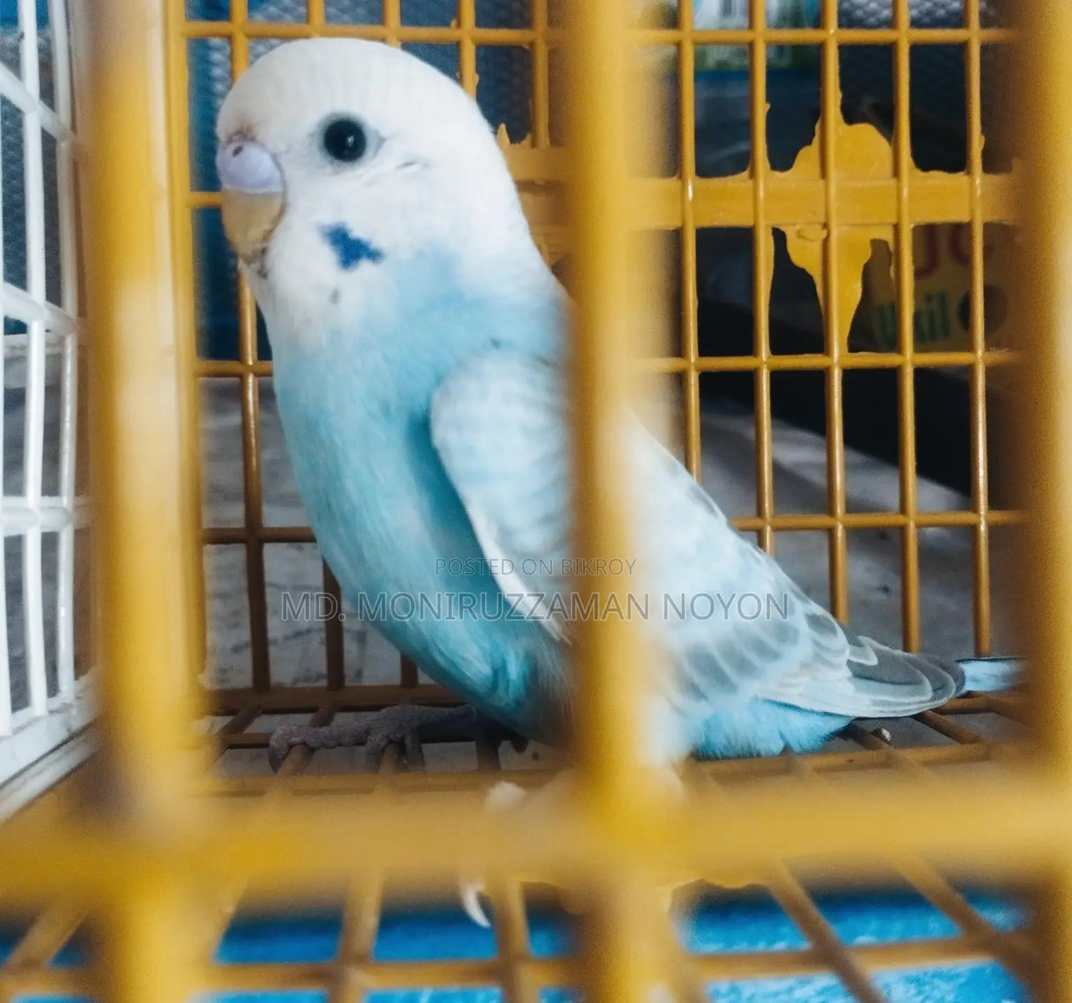 Bajigar Bird for Sale