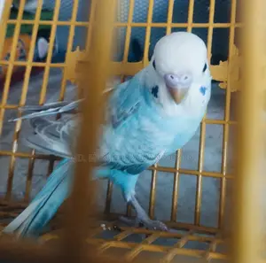 Bajigar Bird for Sale