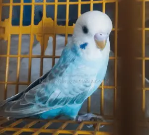 Bajigar Bird for Sale