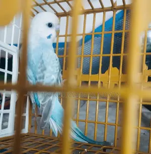 Bajigar Bird for Sale