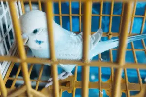 Budgie Bird Male