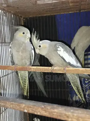 ১ জোড়া কোকাটেল পাখি