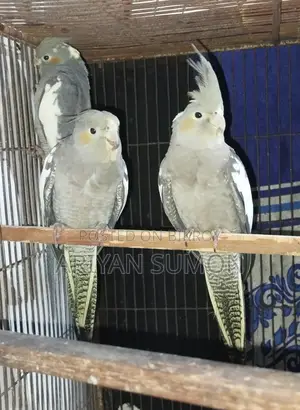1 Pair of Cockatiel Birds