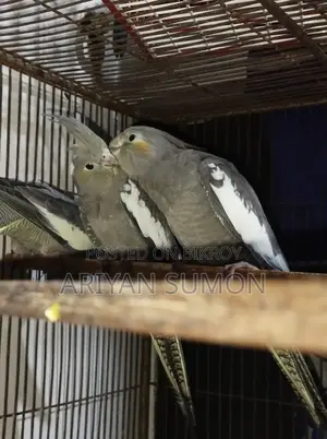 1 Pair of Cockatiel Birds