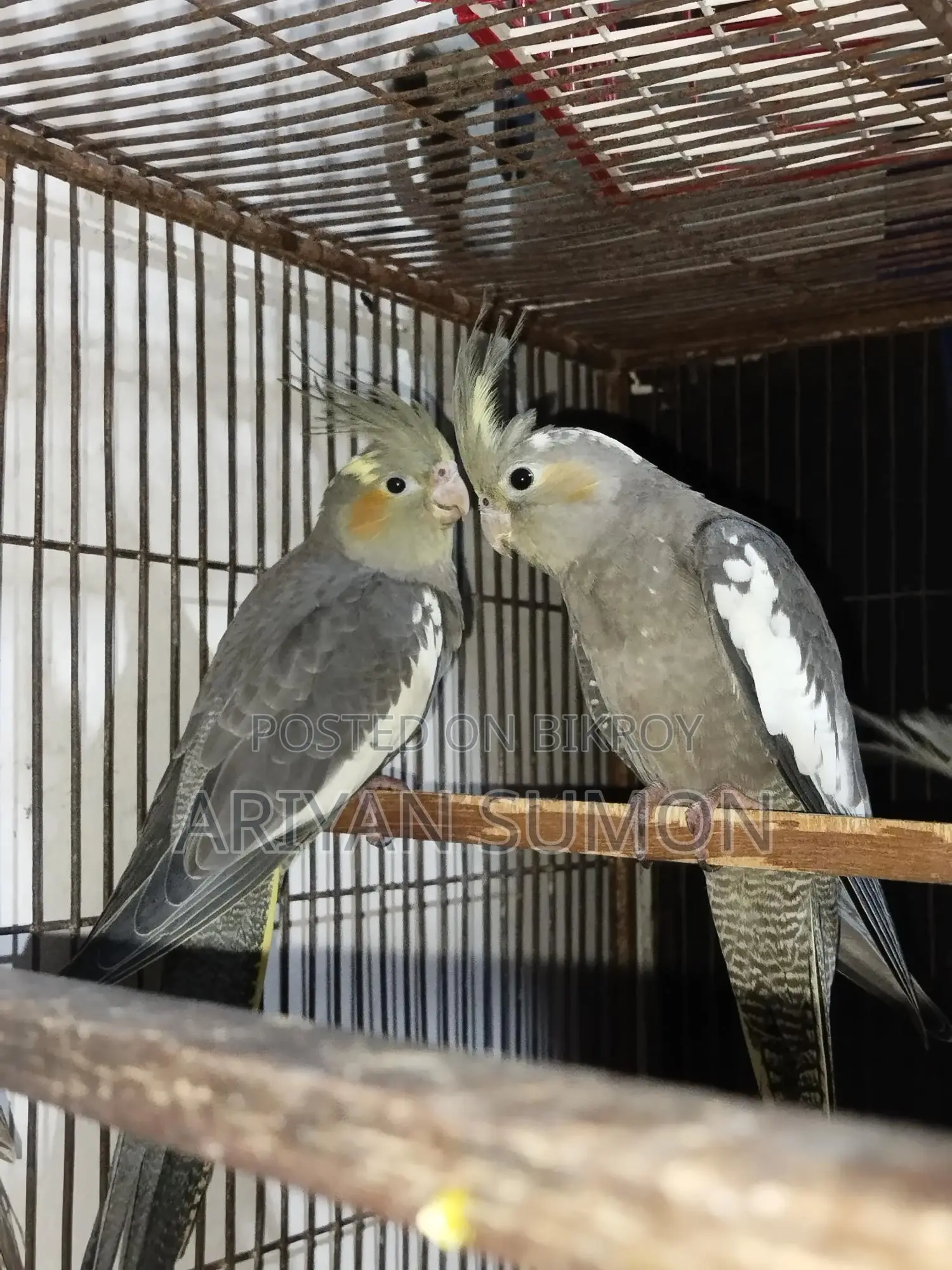1 Pair of Cockatiel Birds