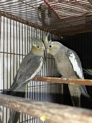 1 Pair of Cockatiel Birds