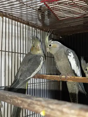 1 Pair of Cockatiel Birds