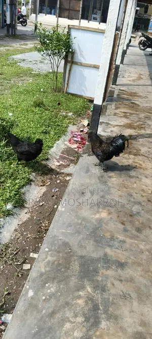 Kadaknath Chicken