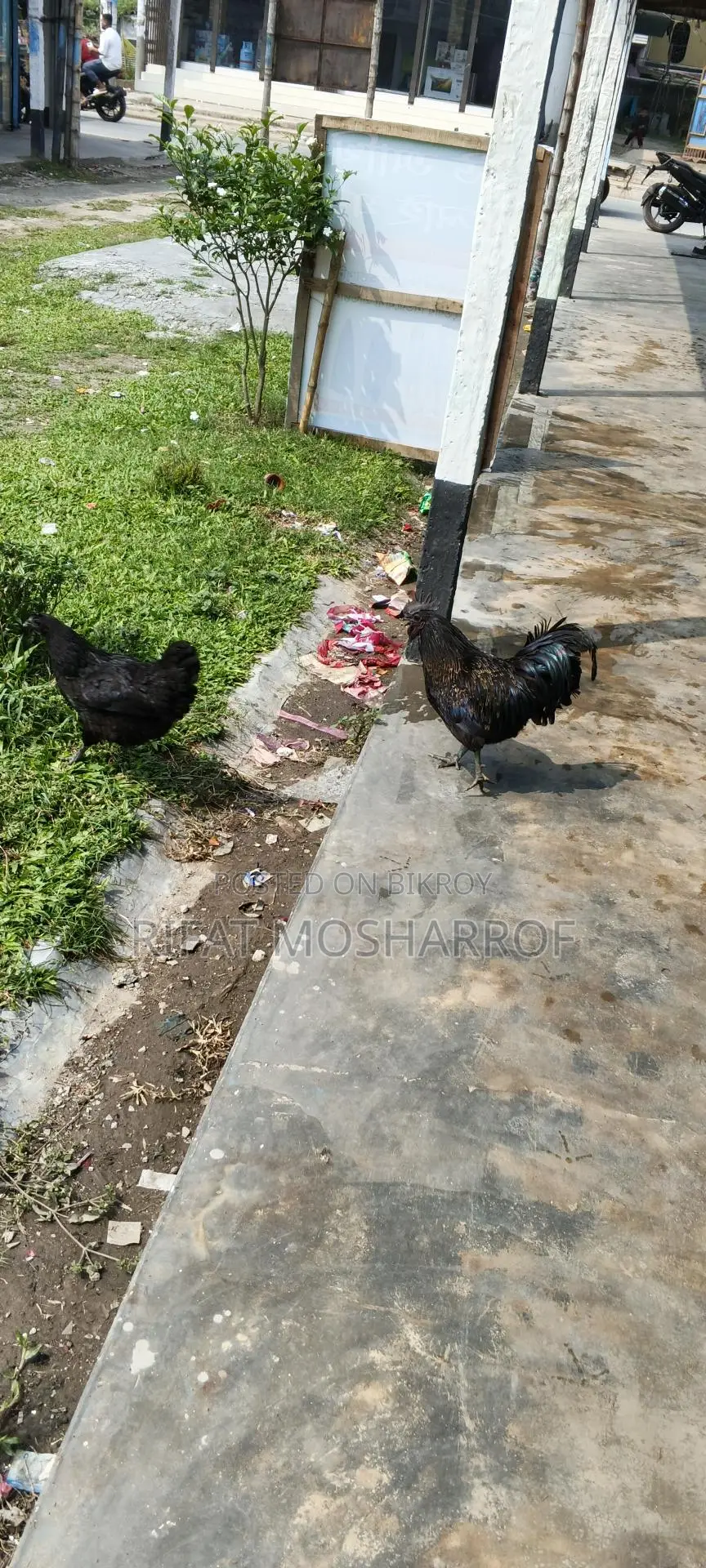 Kadaknath Chicken
