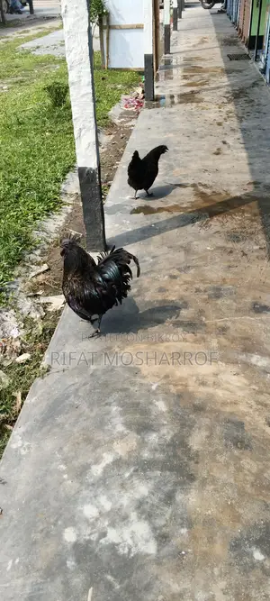 Kadaknath Chicken