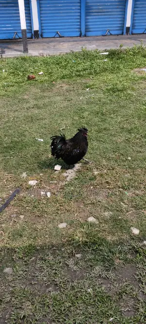 Kadaknath Chicken