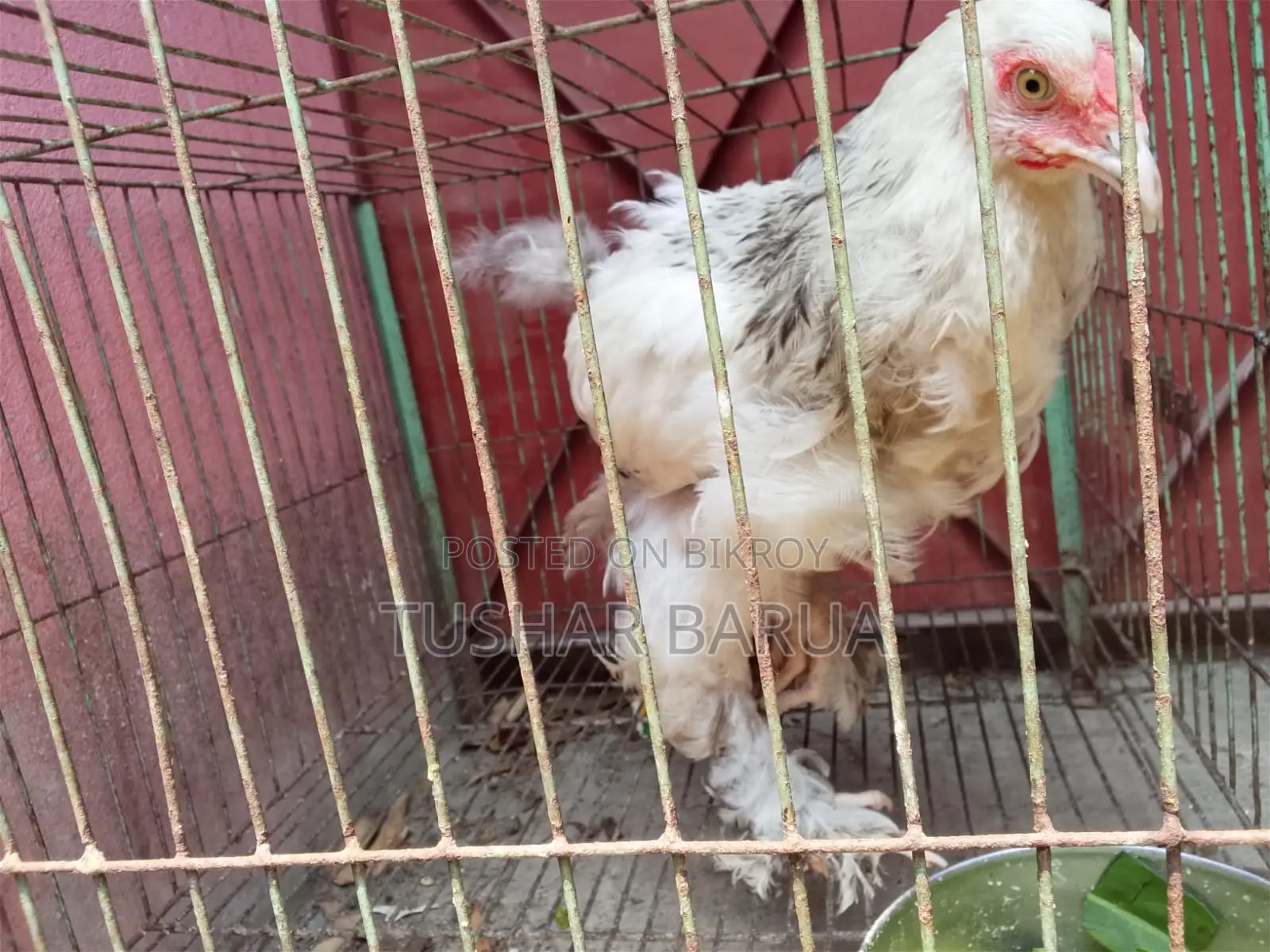 Brahma Chicken