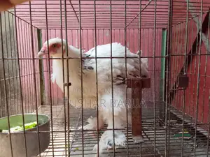 Brahma Chicken