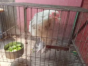 Brahma Chicken