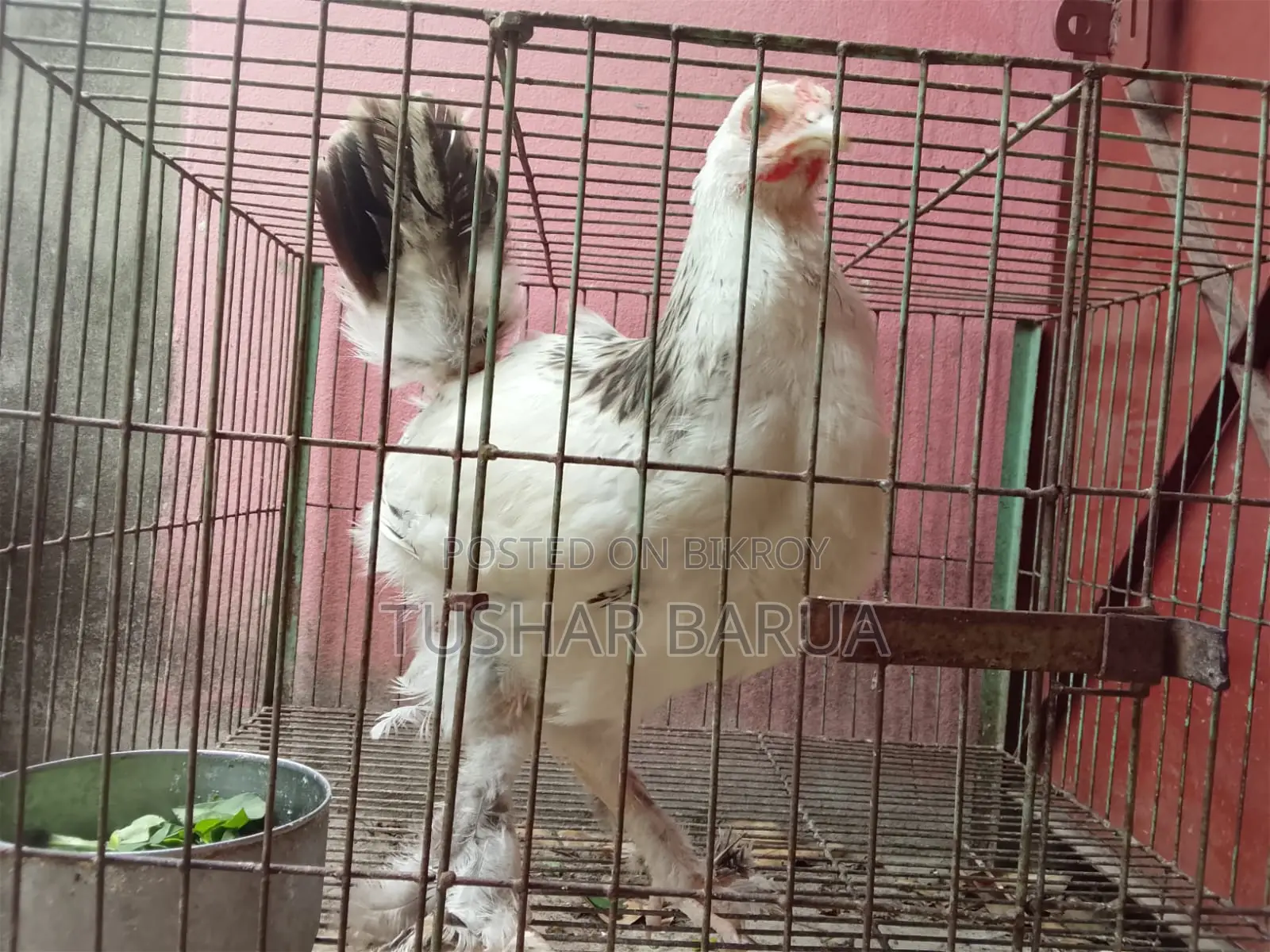 Brahma Chicken