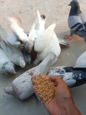 Giribaz Pigeon