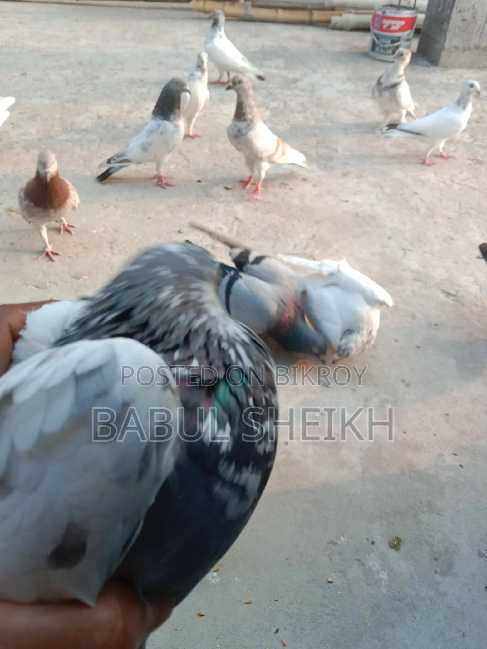 Giribaz Pigeon
