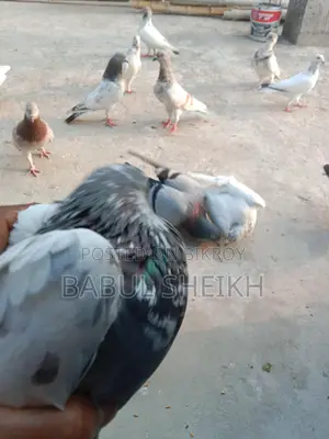 Giribaz Pigeon