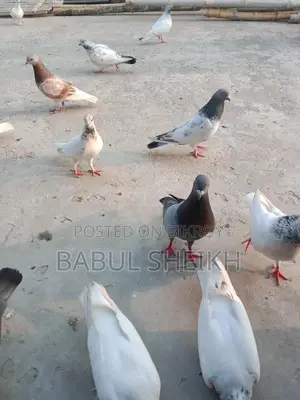 Giribaz Pigeon