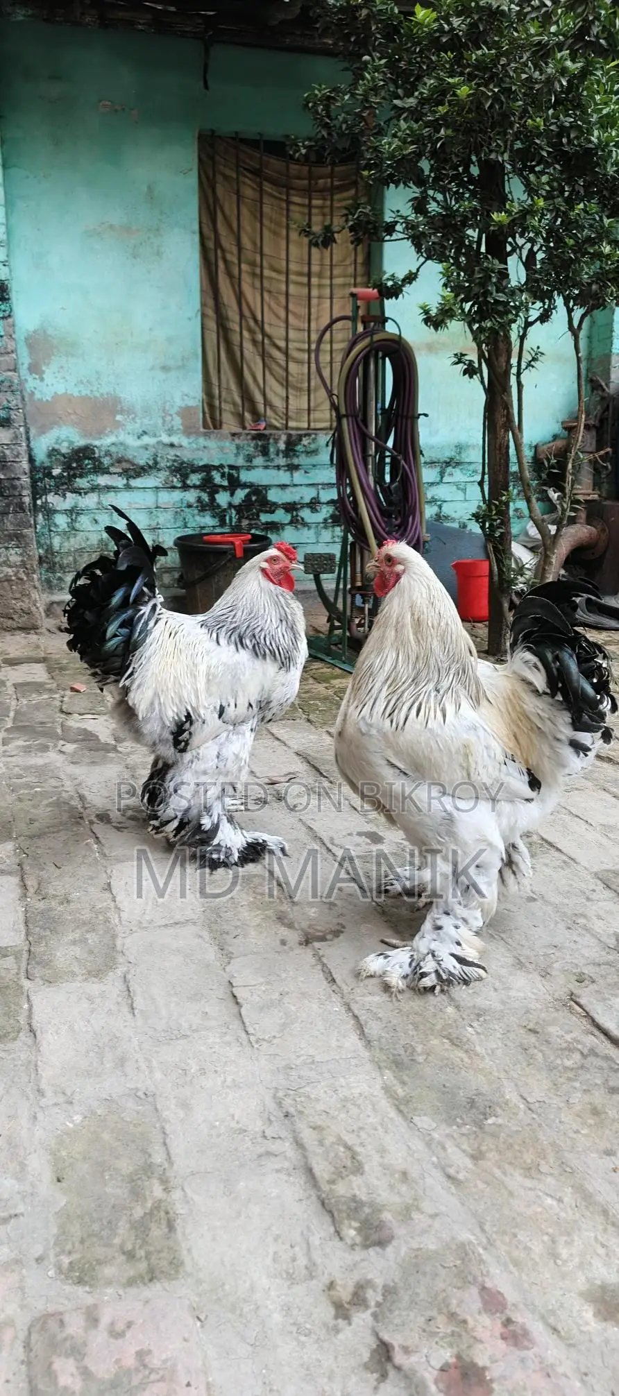 Pair of Brahma chickens for sale