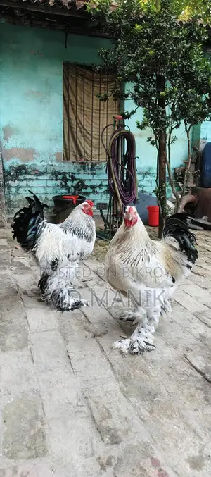 Pair of Brahma chickens for sale