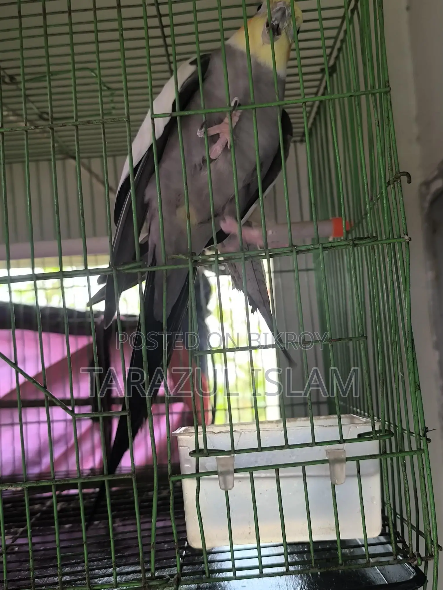 A Pair of Cockatiel Birds for Sale