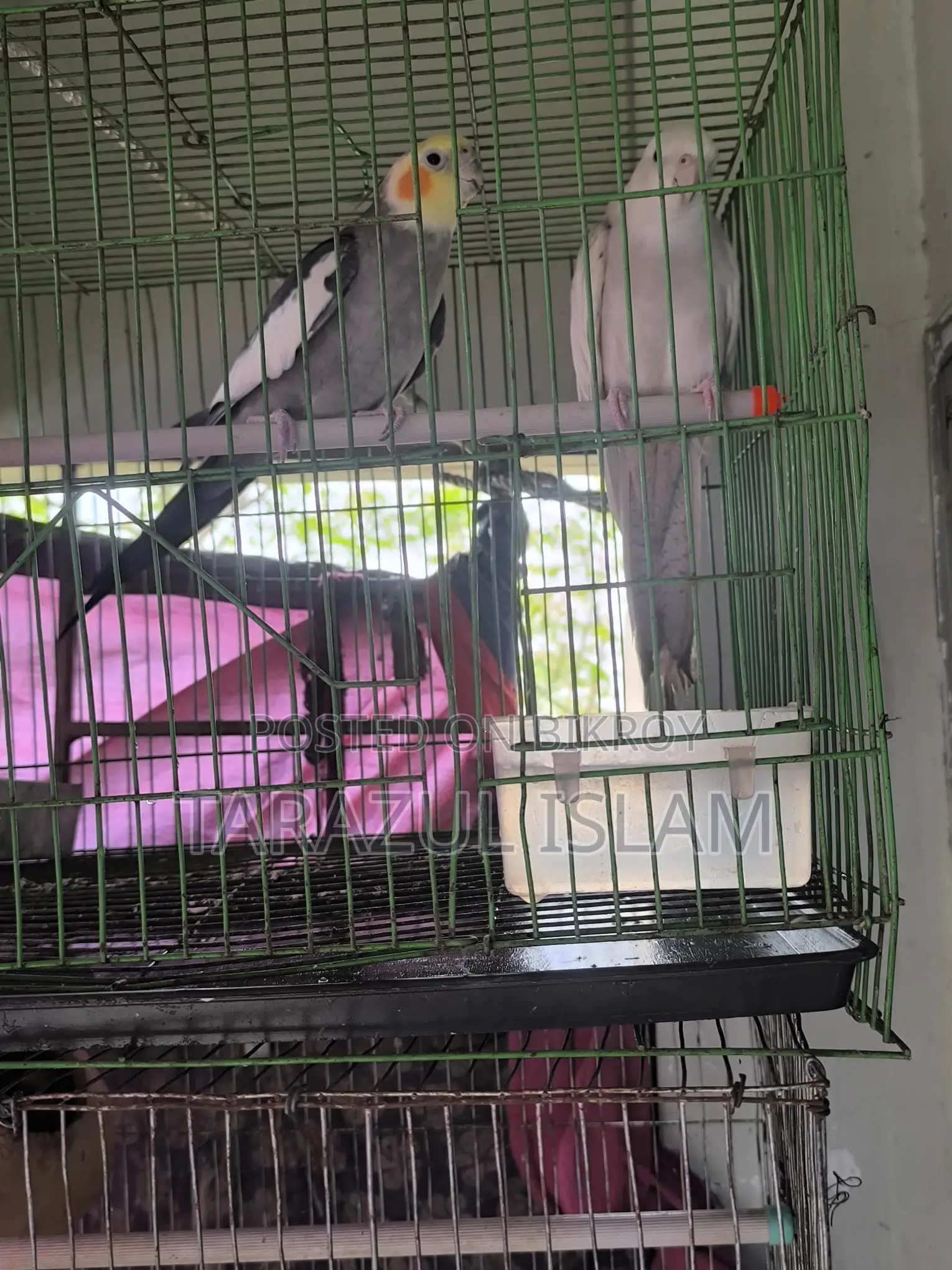 A Pair of Cockatiel Birds for Sale