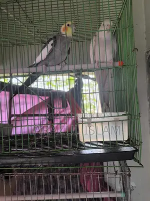 A Pair of Cockatiel Birds for Sale