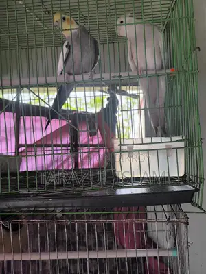 A Pair of Cockatiel Birds for Sale
