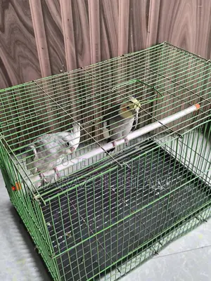 A Pair of Cockatiel Birds for Sale