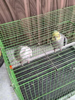 A Pair of Cockatiel Birds for Sale