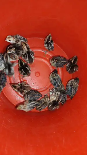 Norden Bobwhite Quail Baby