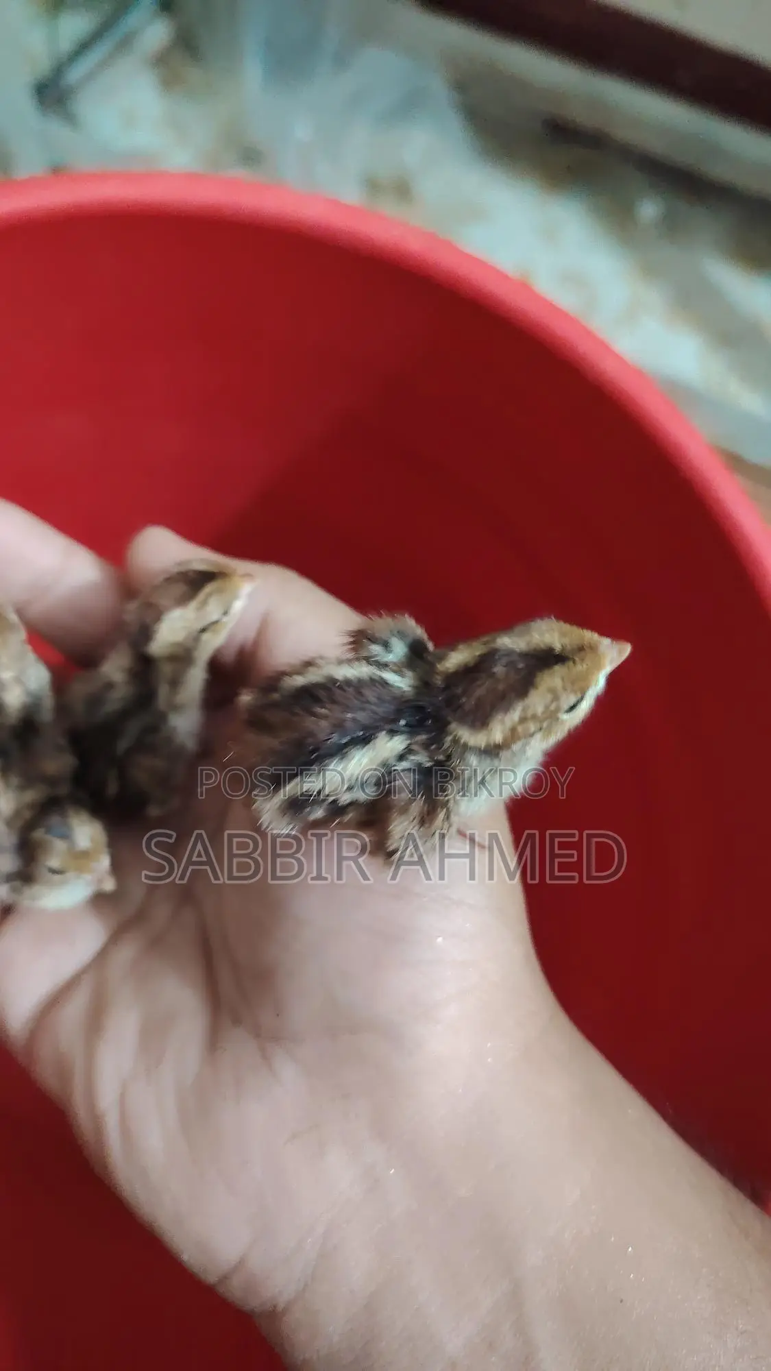Norden Bobwhite Quail Baby