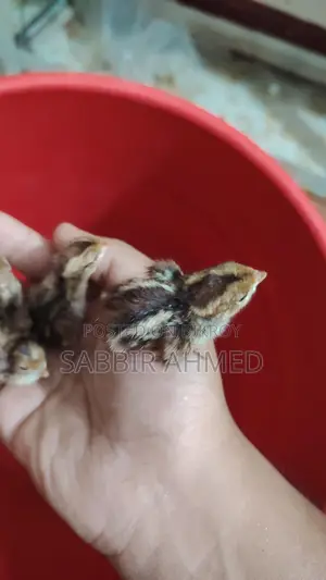 Norden Bobwhite Quail Baby