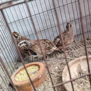 Norden Bobwhite Quail Baby