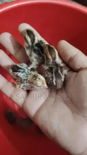 Norden Bobwhite Quail Baby
