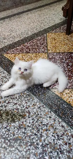 পার্সিয়ান পুরুষ বিড়াল