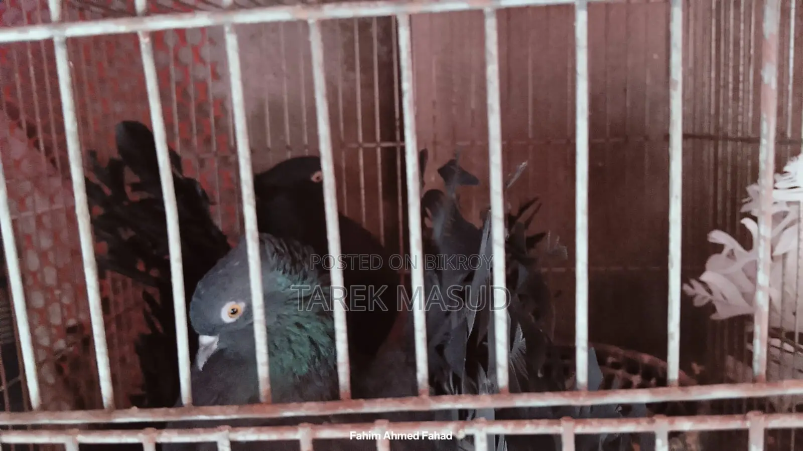 গ্রীবাজ ও লক্ষা কবুতর