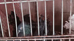 গ্রীবাজ ও লক্ষা কবুতর