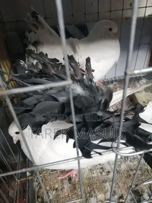 গ্রীবাজ ও লক্ষা কবুতর