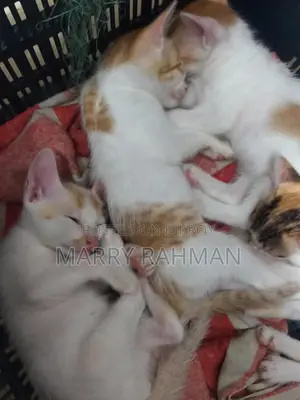 বিড়াল দত্তক নিন